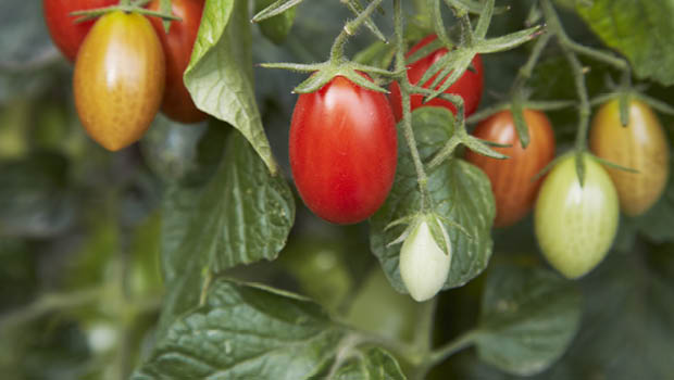 'Mini Amish' heirloom tomatoes